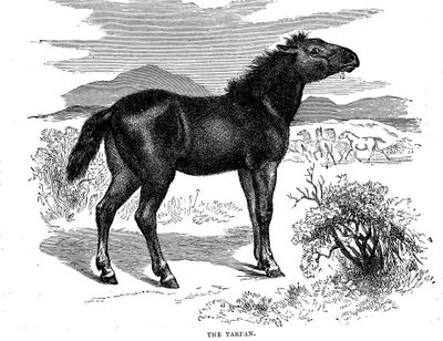 Tarpan, 1884 by Unbekannt