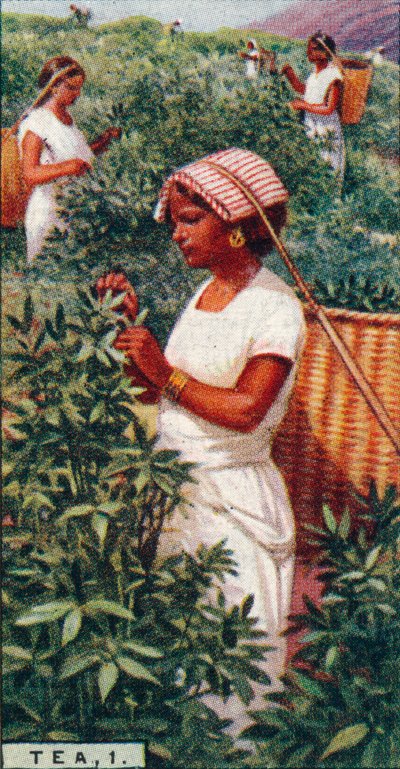 Çay, 1. - Yaprakları Yolmak, Seylan, 1928 by Unbekannt