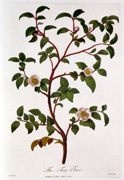 Çay: Camellia sinensis
