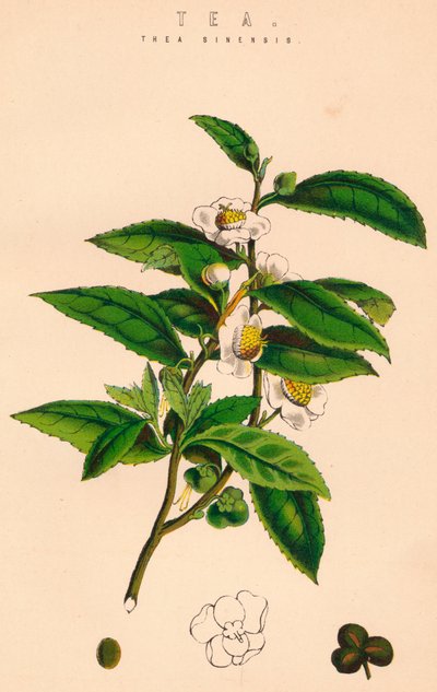Çay, c19. yüzyıl by Unbekannt