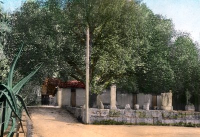 Müren ağacı, Hammam Meskoutine, Cezayir by Unbekannt