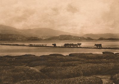 Ynyslas