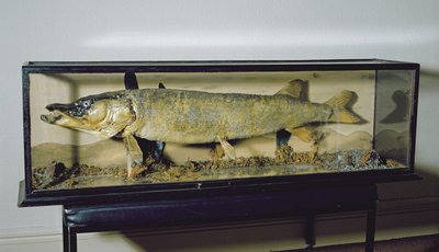 Dowdeswell Pike, uzunluk 135 cm by Unbekannt