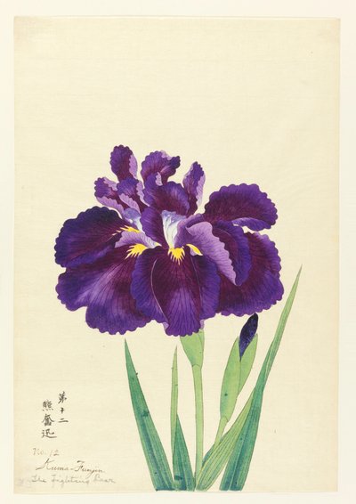 Dövüşen Ayı (Kuma Funjin), No. 12, yaklaşık 1910 by Unbekannt