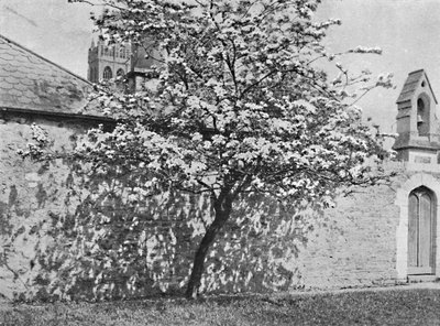 Glastonbury Dikeni, 1902 by Unbekannt