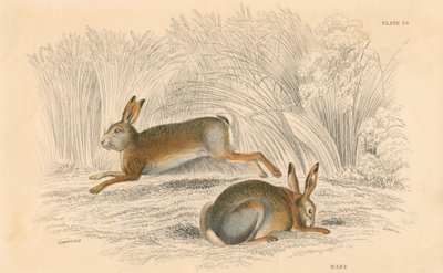 Tavşan Lepus europaeus, 1828 by Unbekannt