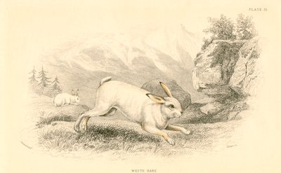 Tavşan Lepus europaeus, 1828 by Unbekannt
