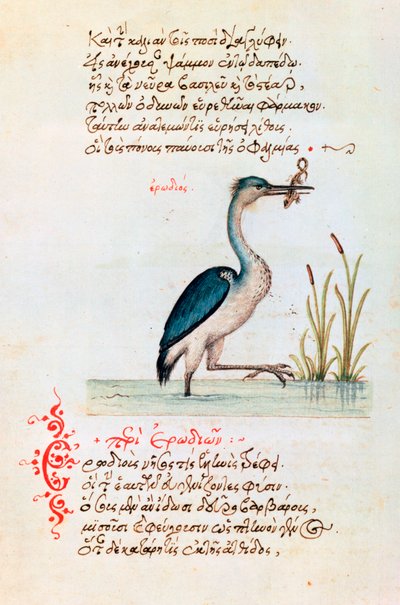 Balıkçıl, 1564 by Unbekannt