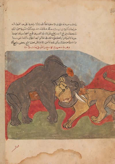 Aslan ve Fil Kavgası, Bir Kalila ve Dimna