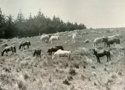 Bıldırcın Adasındaki Mançurya Midillileri, Liman Lyttelton, c1907, 1909 by Unbekannt