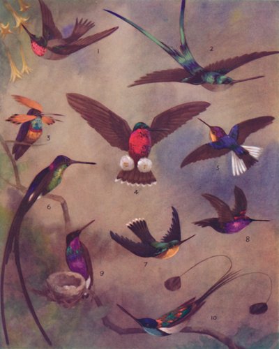 Sinek Kuşlarının Muhteşem Rengi, 1935 by Unbekannt