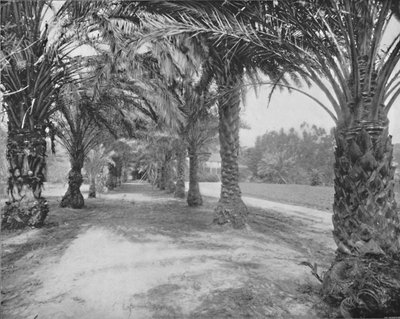 Glenannie Palms, Florida, 19. yüzyıl by Unbekannt