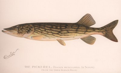 Pickerel Lucius Reticulatus. Le Sueur, c.1920