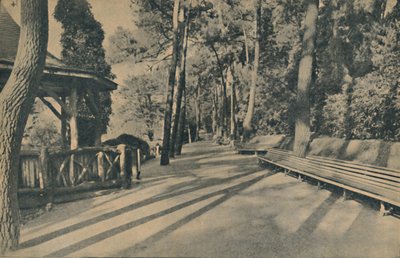 Çam Yürüyüşü, 1929 by Unbekannt
