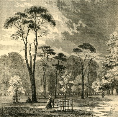İskoç Göknarı, Kensington Bahçeleri, c1876. by Unbekannt