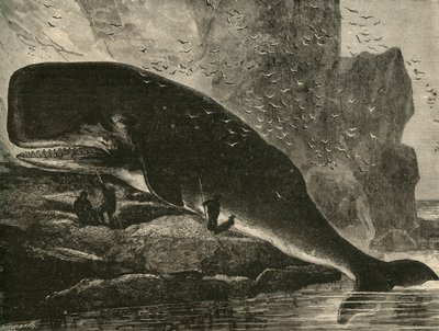 Sperm-Balina, 1882. by Unbekannt