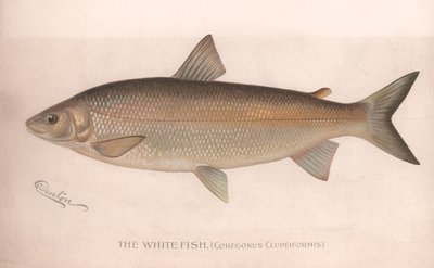 Beyaz Balık Coregonus Clupeiformis, 1920'ler by Unbekannt