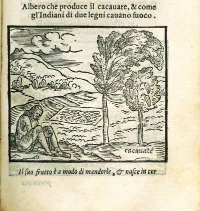 Kakao ağacı. Historia del Mondo Nuovo