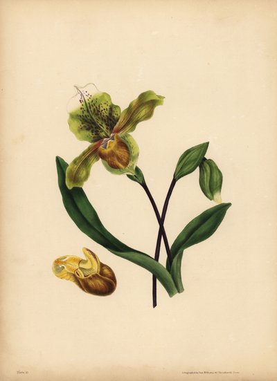 Asil Hanımın Terliği, Cypripedium reginae, Benzerlik by Unbekannt