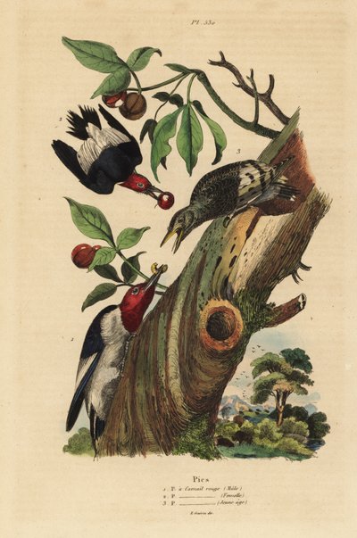 Üç parmaklı ağaçkakan, Picoides tridactylus, yuva dışında erkek, dişi ve yavru by Unbekannt