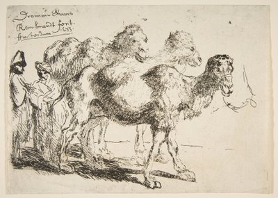 Üç Dromedaries.n.d. by Unbekannt