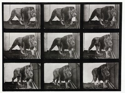 Kafesinde volta atan bir aslanın hızlandırılmış fotoğrafları by Unbekannt