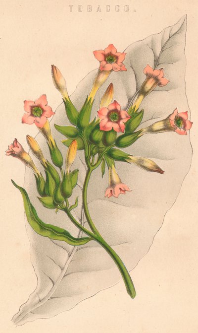 Tütün, c19. yüzyıl by Unbekannt
