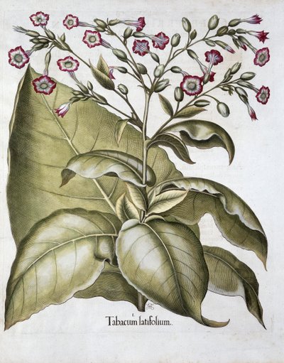Tütün bitkisi, 1613 by Unbekannt