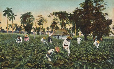 Tütün ekimi, Küba, c1920