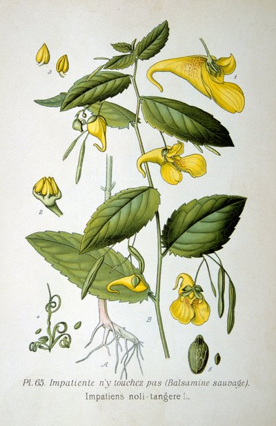 Bana dokunma balzamı, 1893 by Unbekannt