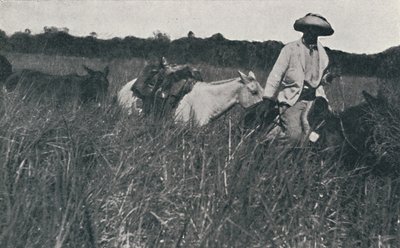 Pampalarda Yolculuk, 1916 by Unbekannt