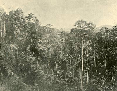 Tropikal Scrubs, Blackall Sıradağları, Queensland, 1901. by Unbekannt
