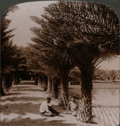 Hurma ağaçlarının bulunduğu bir caddenin tropikal güzelliği, Honolulu yakınlarındaki Moanalua, H. Is. c1900 by Unbekannt