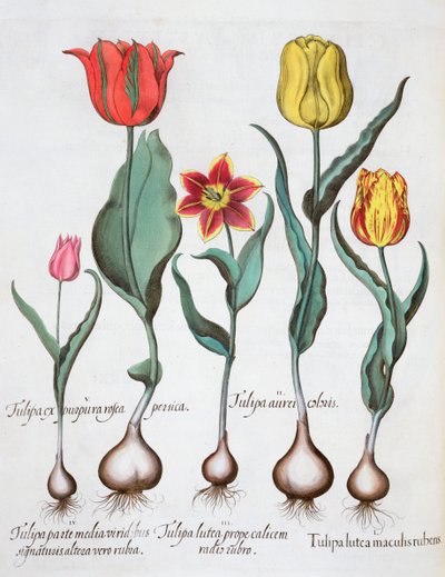 Laleler, 1613 by Unbekannt