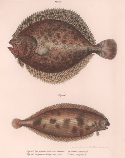 Kalkan, Rhombus maximus, Ortak Solea vulgaris, c.1850