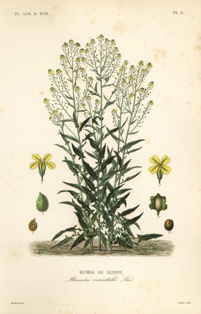 Türk siğil lahanası veya Türk roketi, Bunias orientalis, Bunias de Levant by Unbekannt