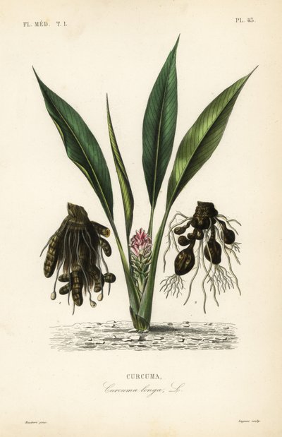 Zerdeçal veya ukon, Curcuma longa, Curcuma by Unbekannt