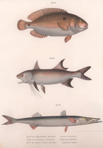 İki noktalı Bimaculatus, Afrika Redfin, Ortak Barracuda, c.1850