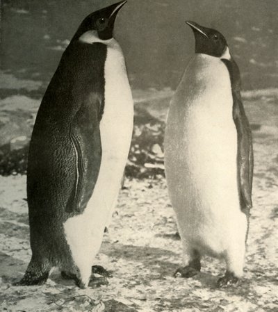 İki İmparator Penguen, c1908, 1909. by Unbekannt