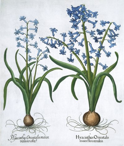 İki mavi sümbül, 1613 by Unbekannt