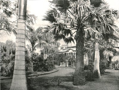 Tipik Hawaii avlusu, Honolulu, ABD, 1895. by Unbekannt
