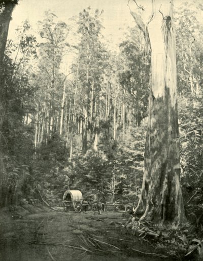 Sam Amca, 1901. by Unbekannt