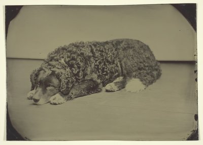 İsimsiz Köpek, 185099. by Unbekannt