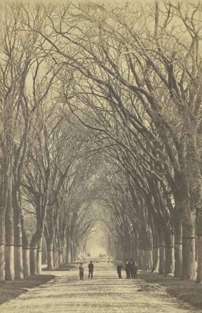 İsimsiz ağaçlar caddesi, 1840-1900. by Unbekannt