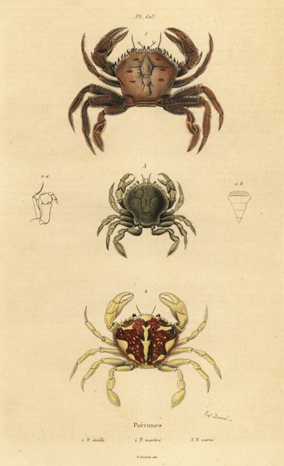 Kadife yengeç, Necora puber 1, mermer yüzücü yengeç, Liocarcinus marmoreus 2 ve Pennant