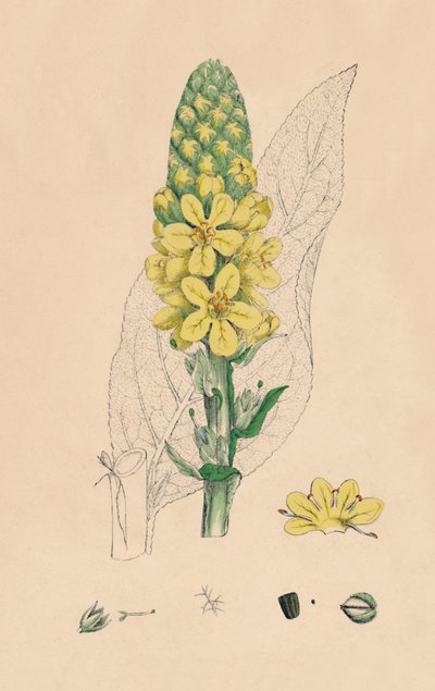 Verbascum Thapsus. Büyük Mullein, 19. Yüzyıl by Unbekannt