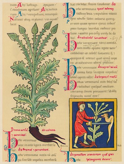 Verbena veya Vervain, 1947 by Unbekannt