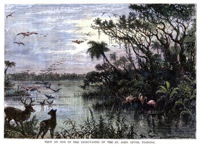 St John Nehri, Florida'nın Kollarından birinde görüntüleyin, 19. yüzyıl by Unbekannt