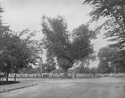 Washington Elm, Cambridge, Massachusetts, c1897. by Unbekannt