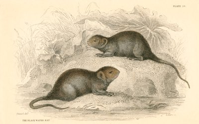 Kara su sıçanı olarak da bilinen su faresi Arvicola terrestris, 1828 by Unbekannt